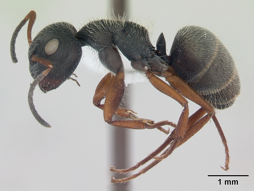 Camponotus brasiliensis image