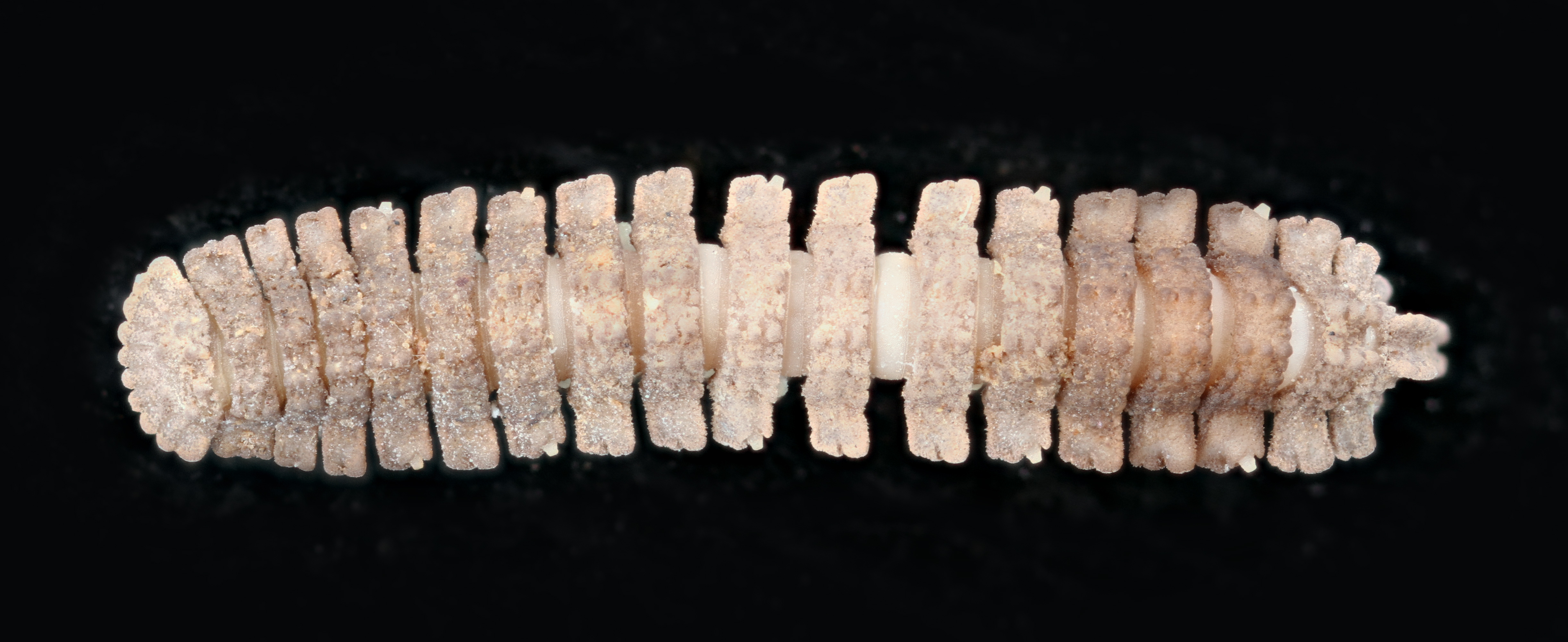 Pyrgodesmidae