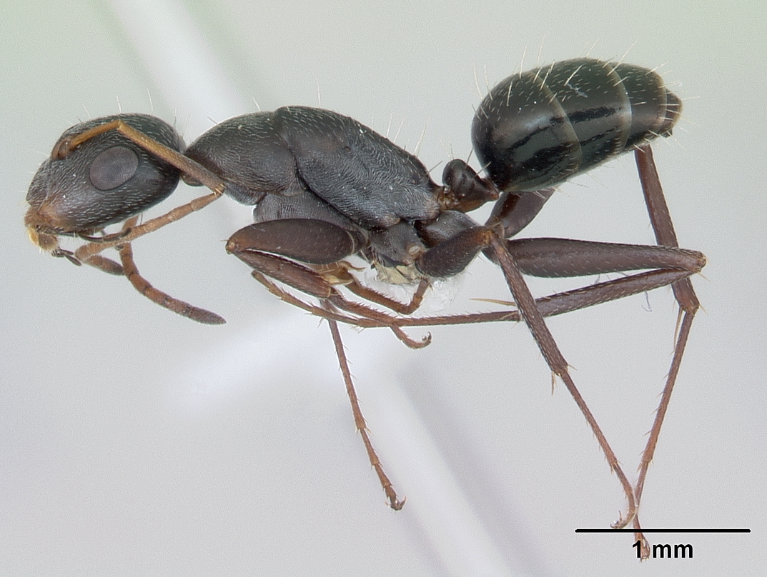 Camponotus trapeziceps image