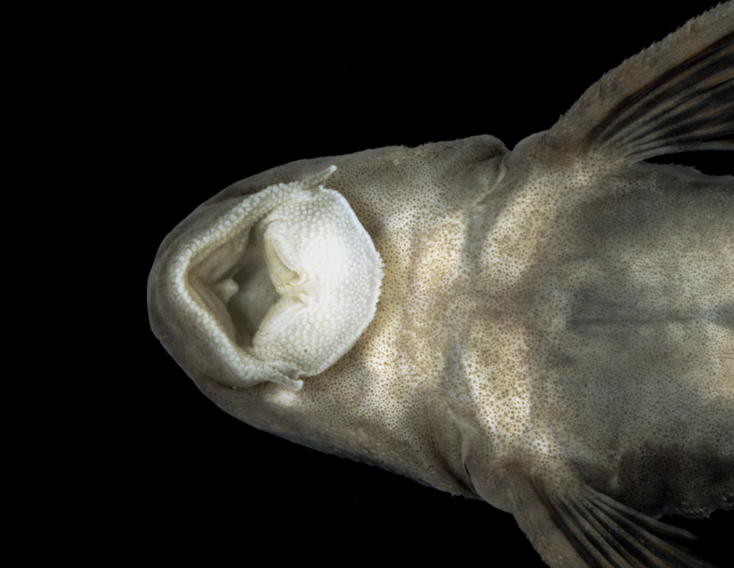 Vermiculated sailfin catfish (Pterygoplichthys disjunctivus) — Loricariidae