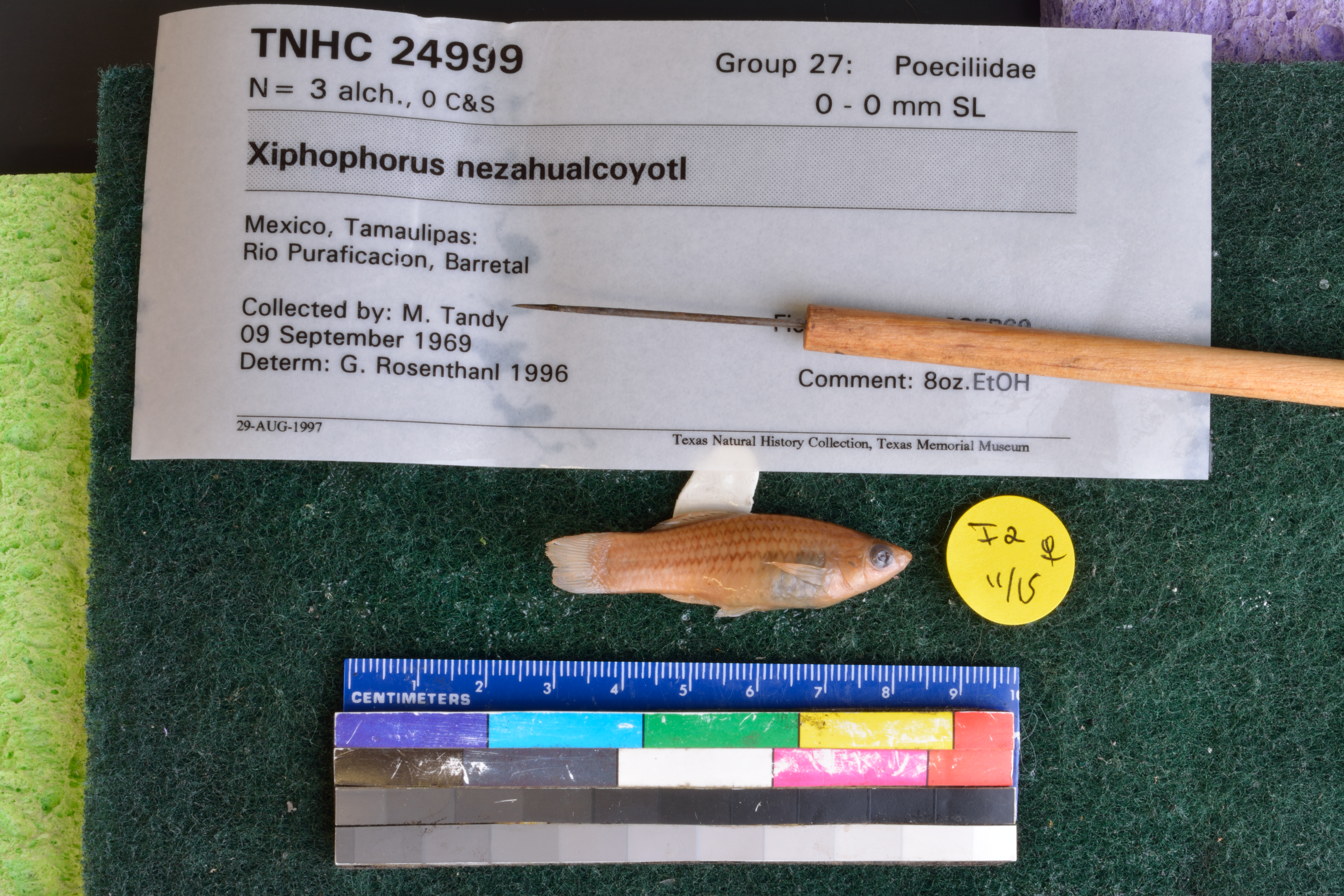 Mountain swordatail (Xiphophorus nezahualcoyotl) — Poeciliidae