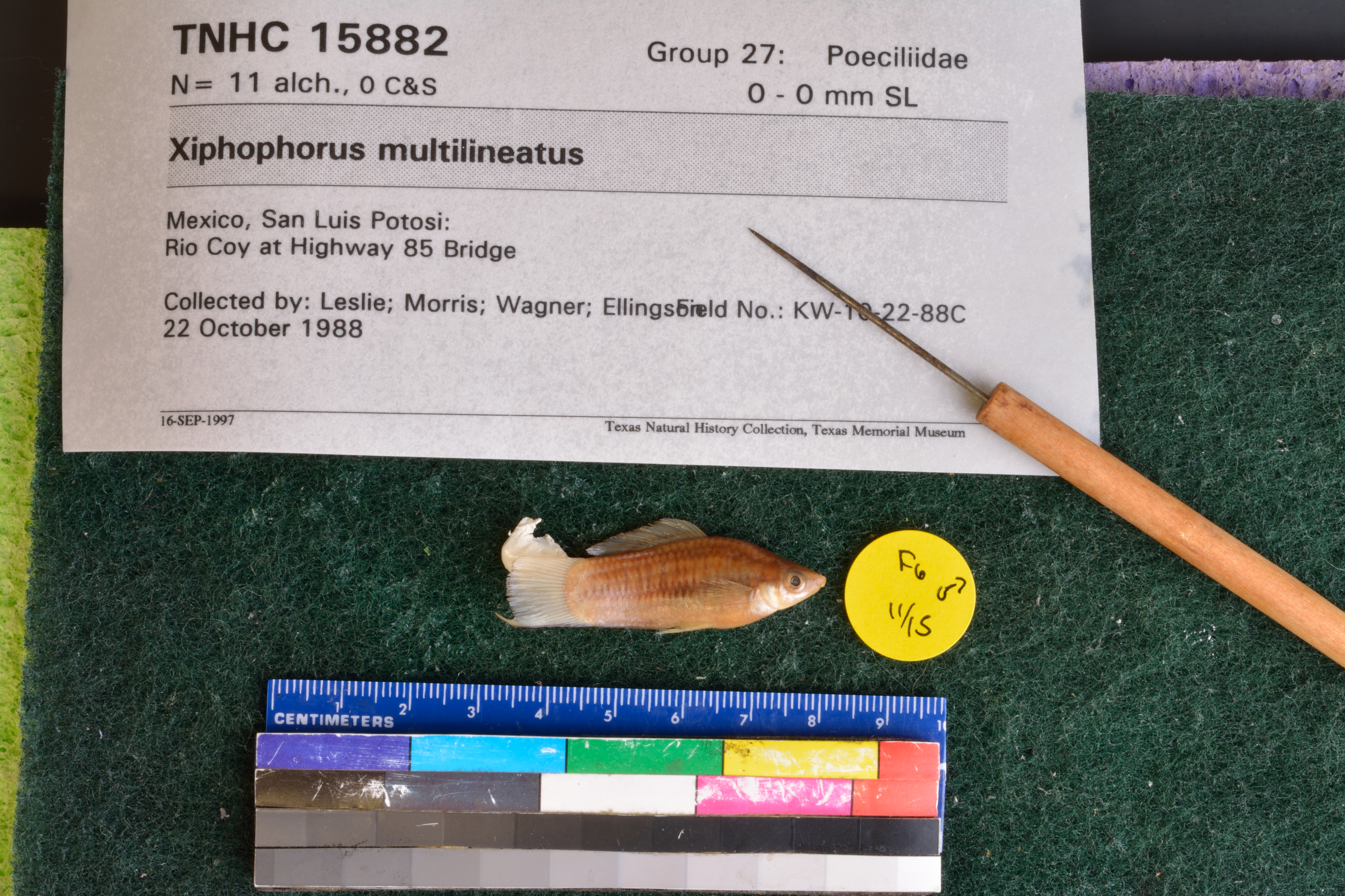 Highland swordtail (Xiphophorus multilineatus) — Poeciliidae