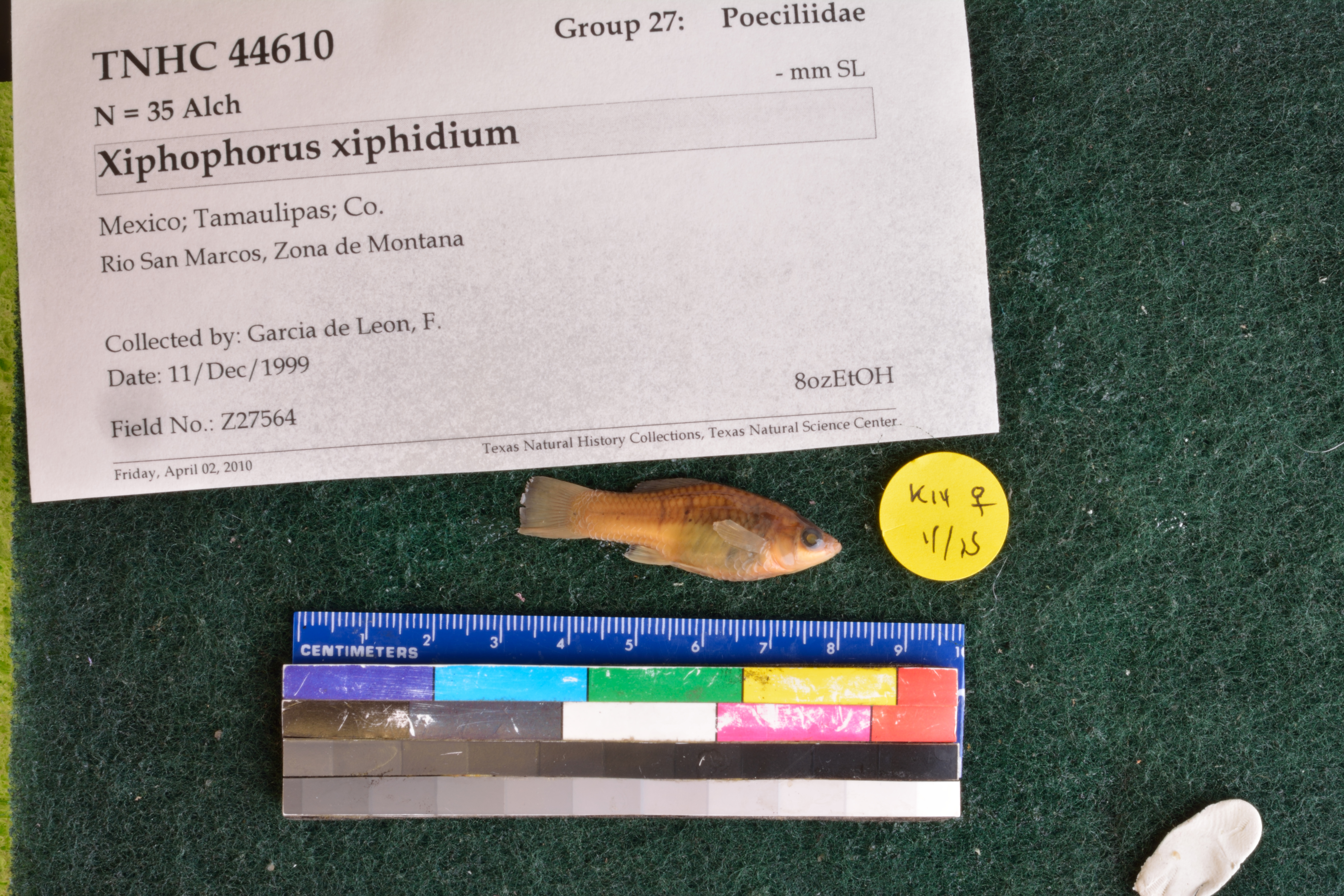 Swordtail platyfish (Xiphophorus xiphidium) — Poeciliidae