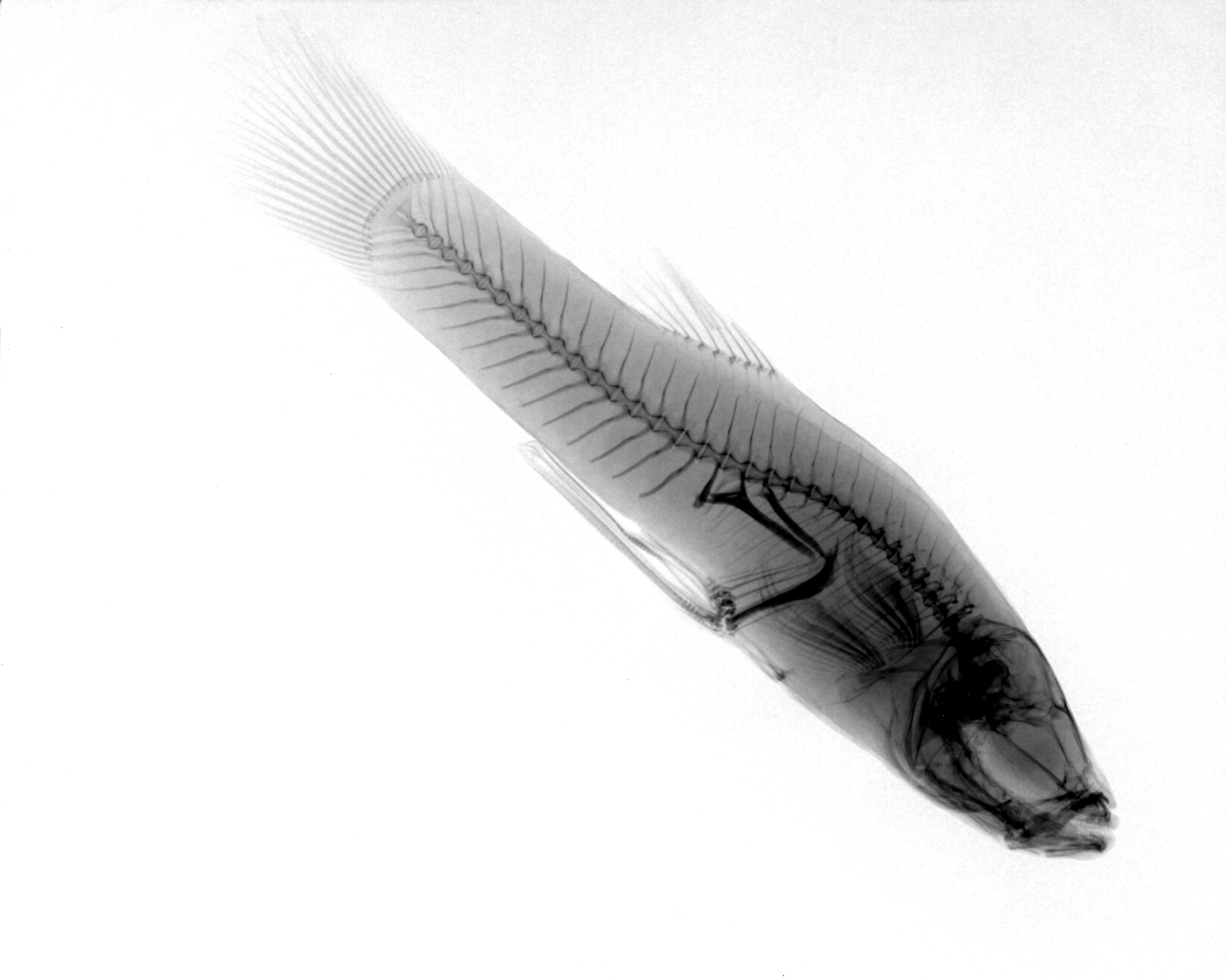Clear Creek gambusia (Gambusia heterochir) — Poeciliidae