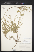Oenothera hispida image