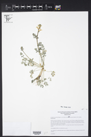Corydalis micrantha var. australis image