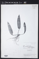 Acianthera tikalensis image