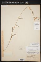 Lobelia flaccidifolia image