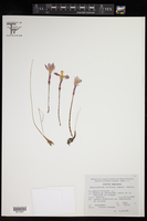 Zephyranthes brevipes image