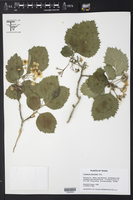 Crataegus viburnifolia image