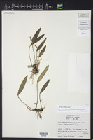 Image of Acianthera hirsutula