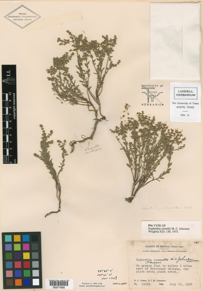 Euphorbia correllii image