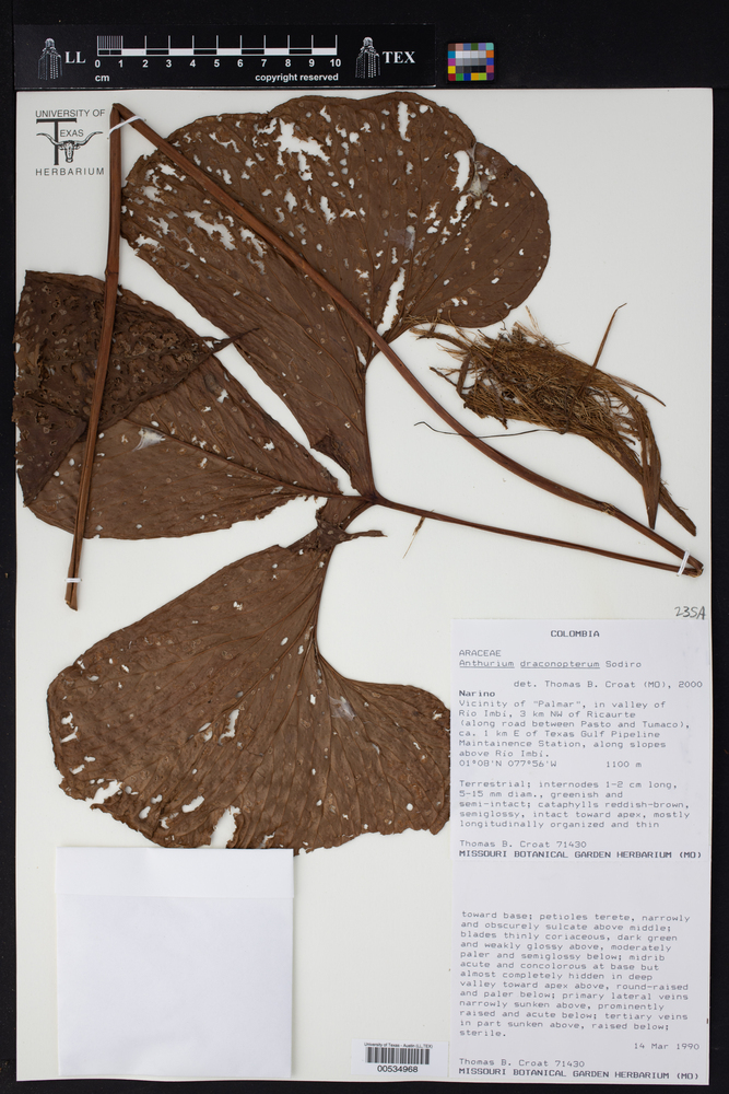 Anthurium draconopterum image