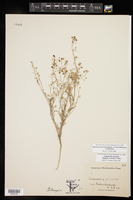 Physaria recurvata image