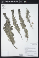 Nama stenophylla image