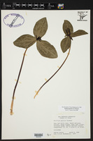 Trillium gracile image