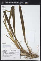 Maxillaria nagelii image