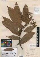 Image of Nectandra albiflora