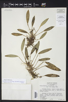 Acianthera hirsutula image