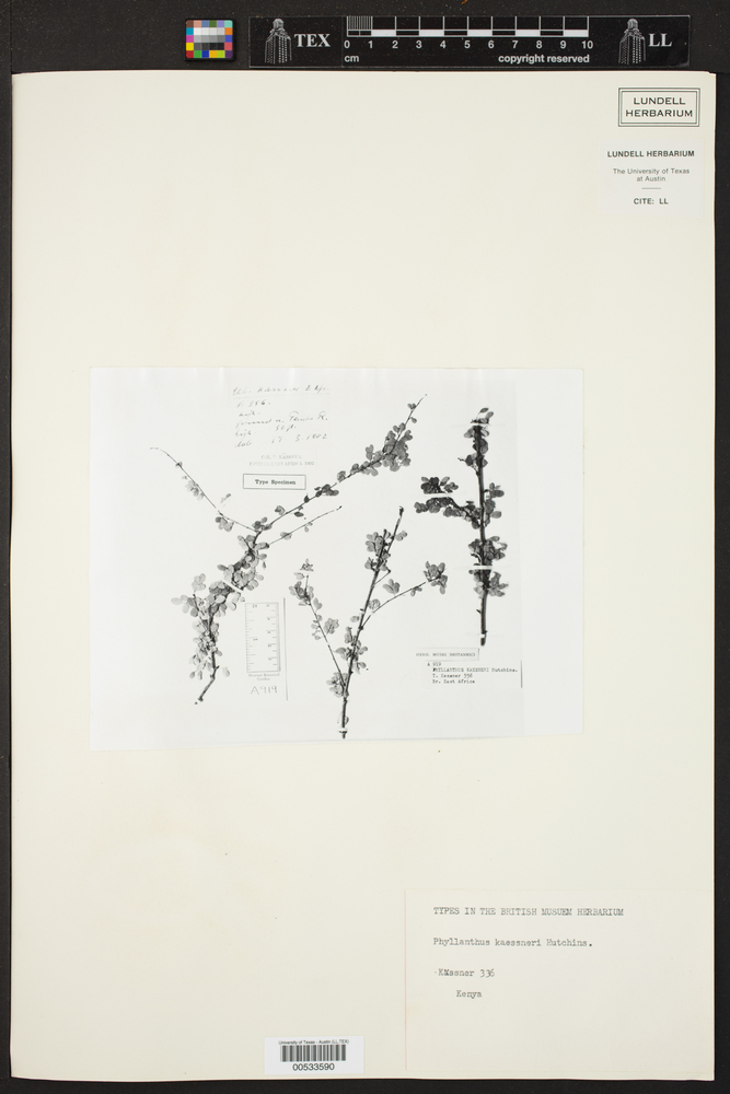 Phyllanthus kaessneri image