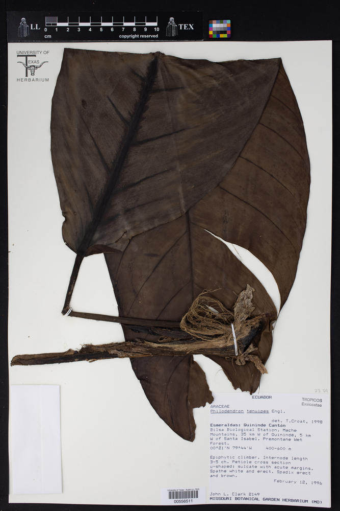 Philodendron tenuipes image