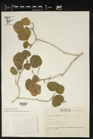Astrocasia peltata image