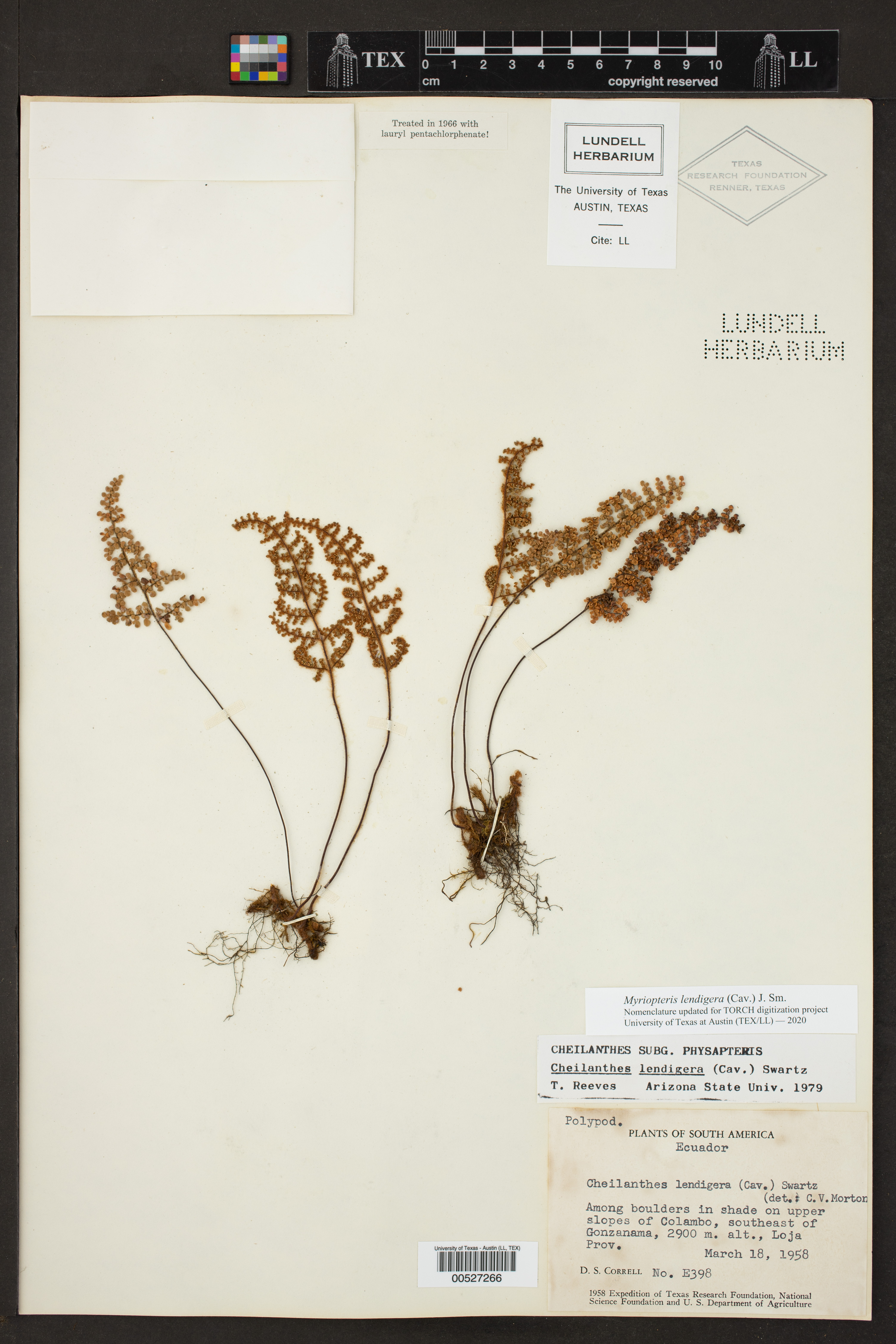 Myriopteris lendigera image