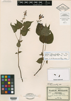 Salvia flaccidifolia image