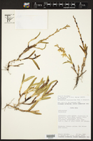Epidendrum anoglossoides image