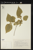 Acalypha schiedeana image