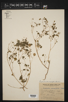 Euphorbia sciadophila image