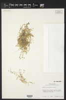 Arenaria livermorensis image