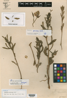 Oenothera mexicana image