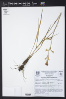Image of Polianthes venustuliflora