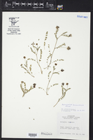 Astragalus brazoensis image