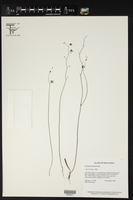 Utricularia hispida image