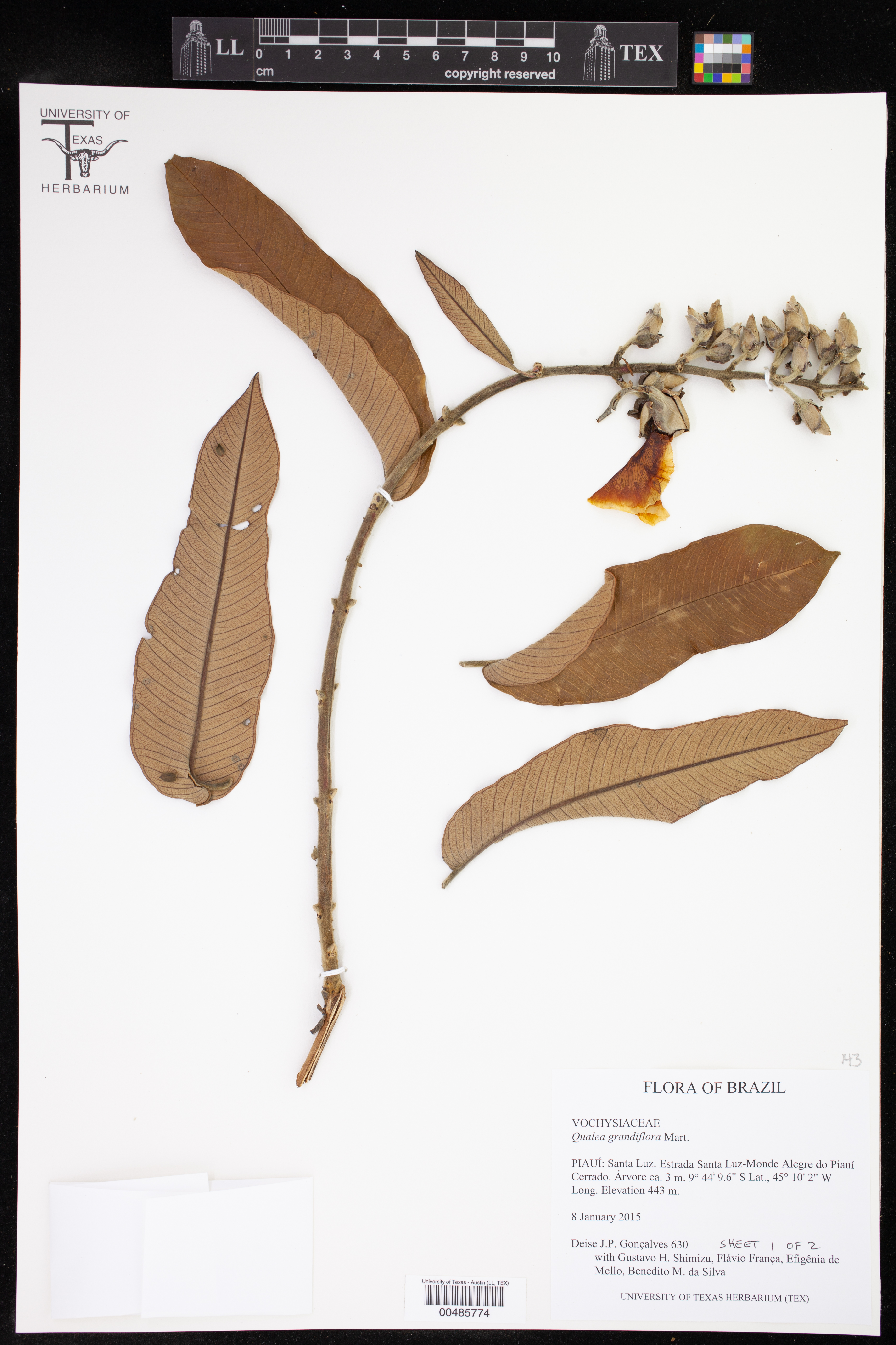 Qualea grandiflora