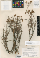 Eriogonum microtheca var. corymbosoides image