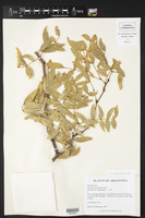 Prosopis ruscifolia image