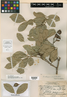 Lonchocarpus xuul image