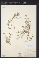 Corydalis micrantha var. australis image