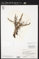 Myriopteris scabra image