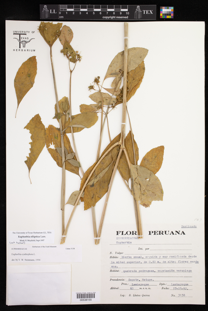 Euphorbia elliptica image