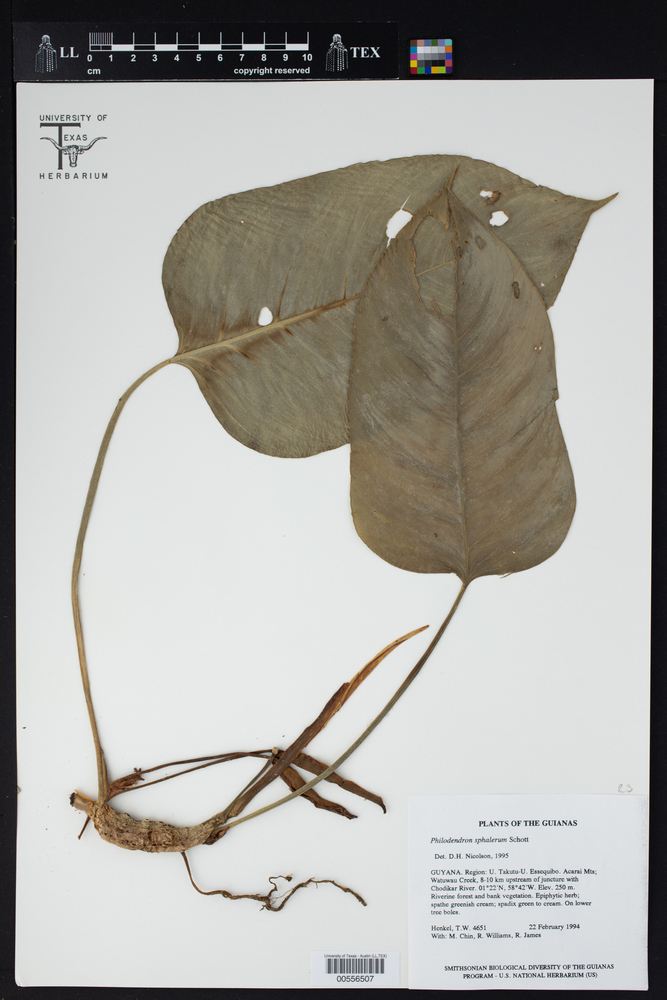 Philodendron sphalerum image