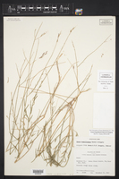 Oenothera boquillensis image
