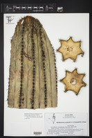 Myrtillocactus schenckii image