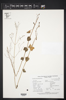 Valeriana urticifolia var. urticifolia image