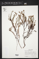 Hypericum arbuscula image