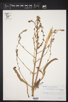 Fosterella schidosperma image