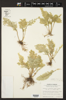 Selaginella polyptera image